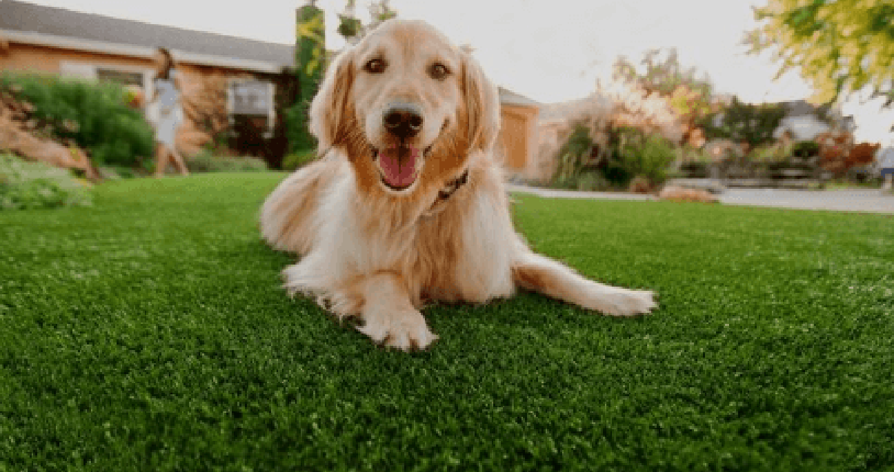 Pet Areas