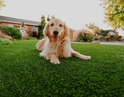Pet Grass (2) (1)