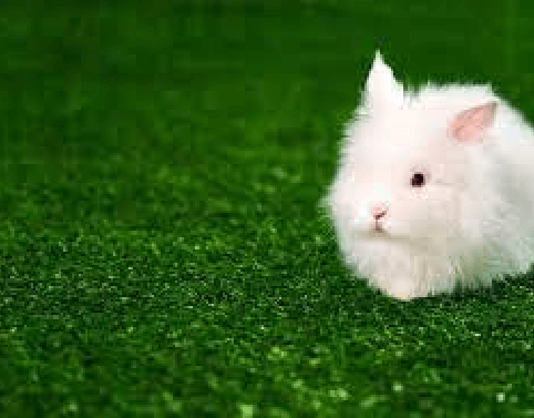 Pet Grass (3) (1)