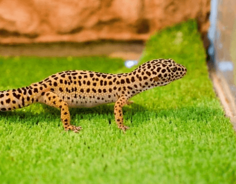 Pet Grass (7) (1)