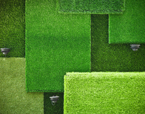 Wallgrass (1)