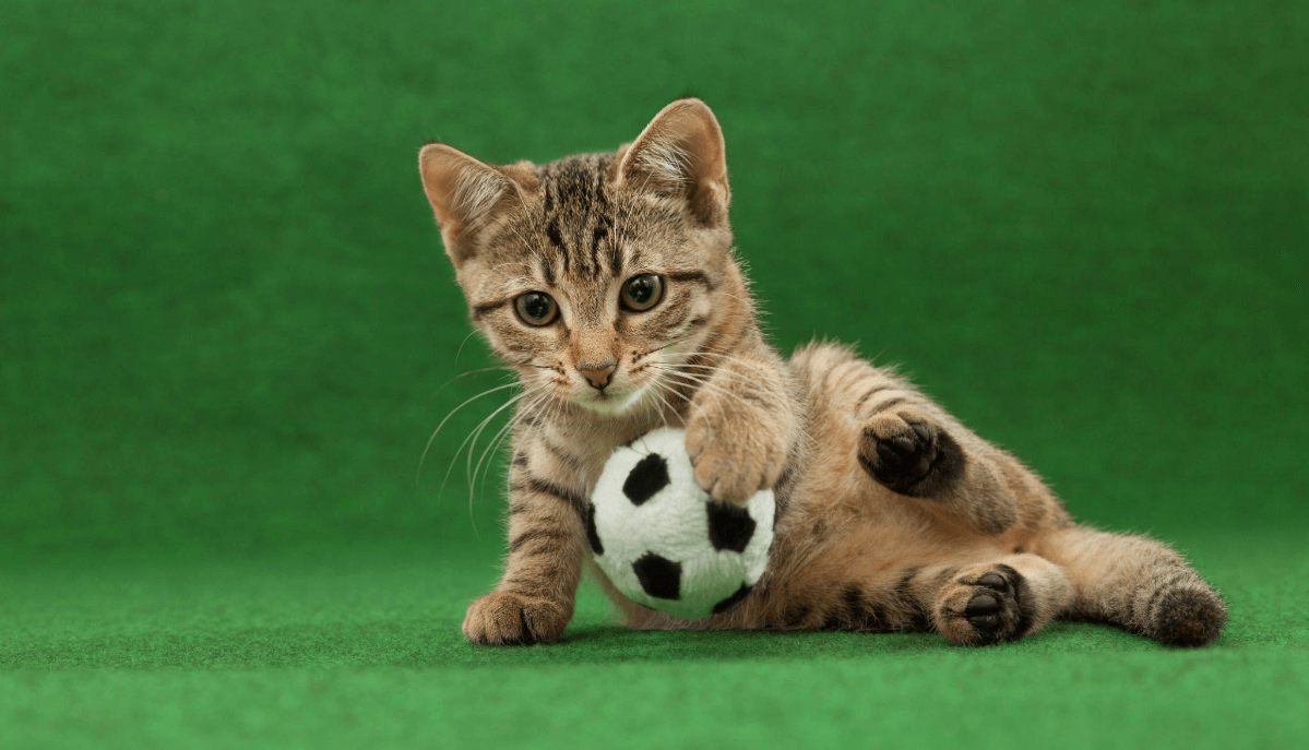 How Artificial Grass Can Give Your Pet the Joy